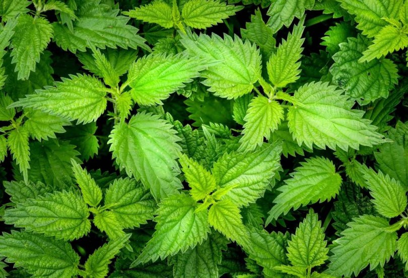 Nagy csalán - Urtica dioica, Urtica dioica, saláta